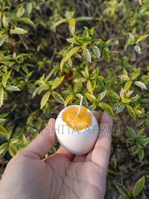 Cute Egg Candle