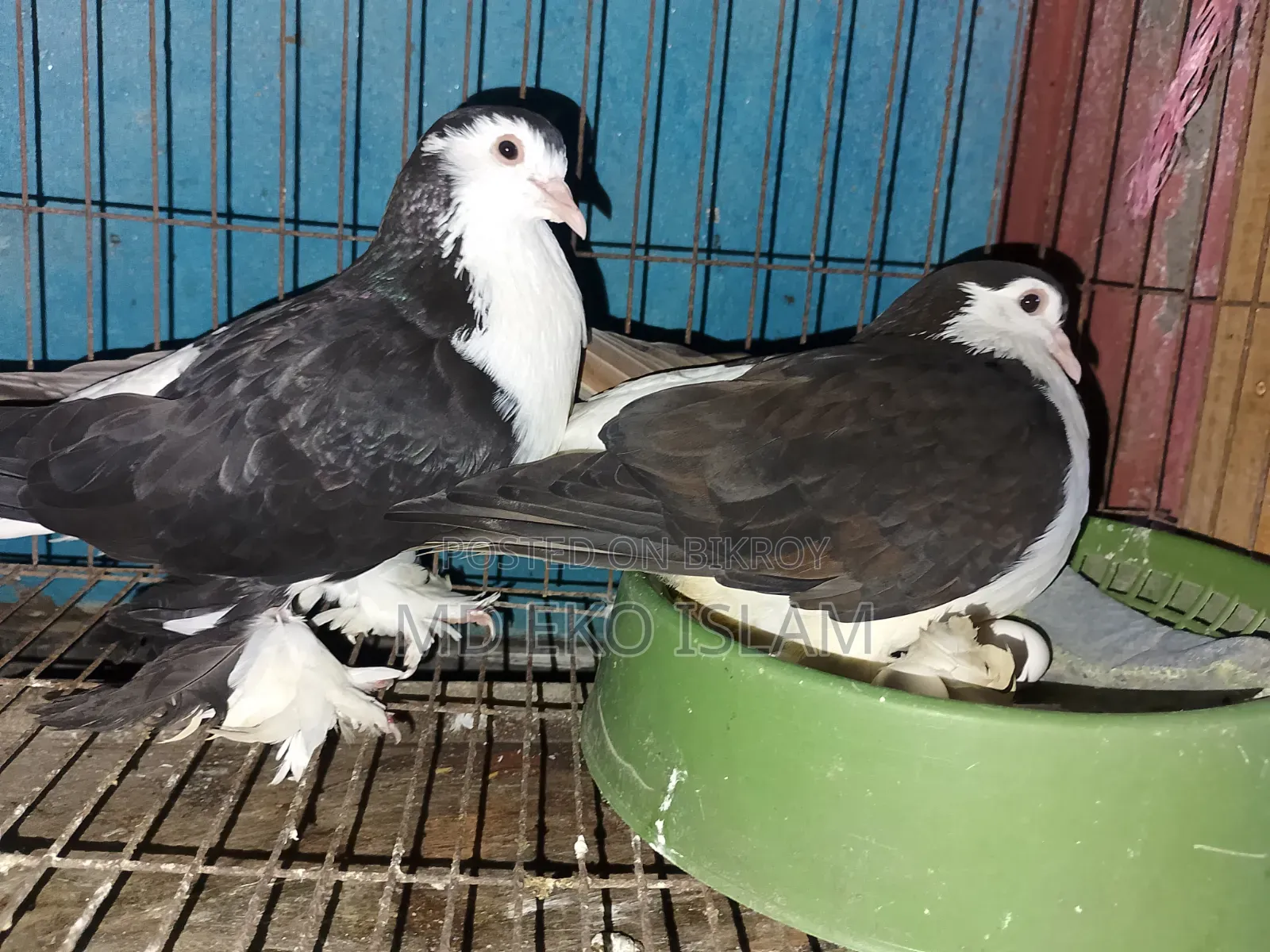 Siraji Pigeon