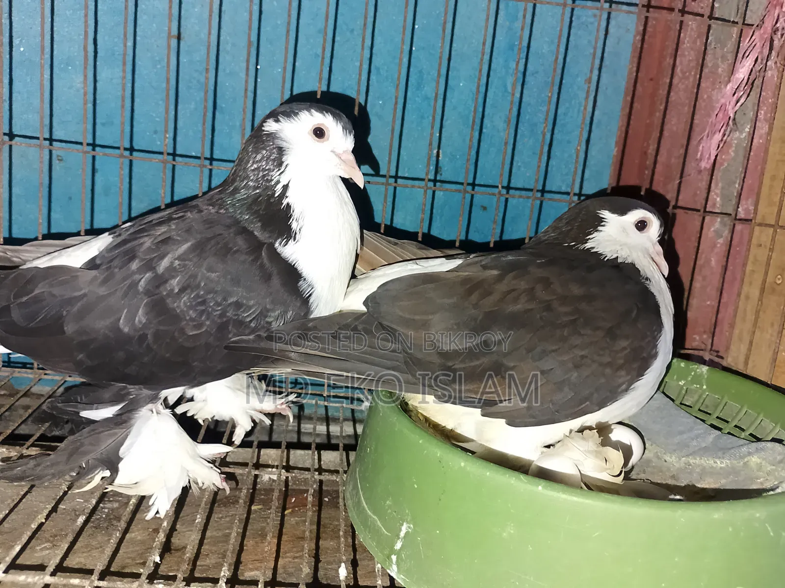Siraji Pigeon