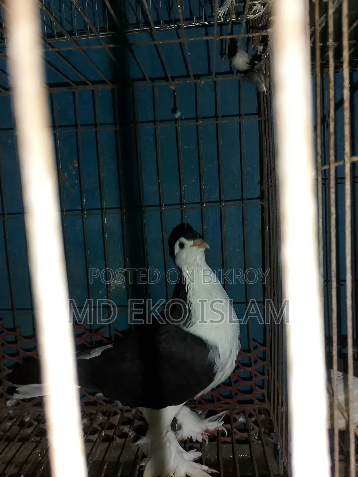 Siraji Pigeon