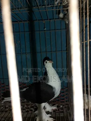 Siraji Pigeon