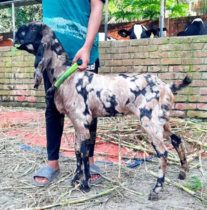 Goat for Sale