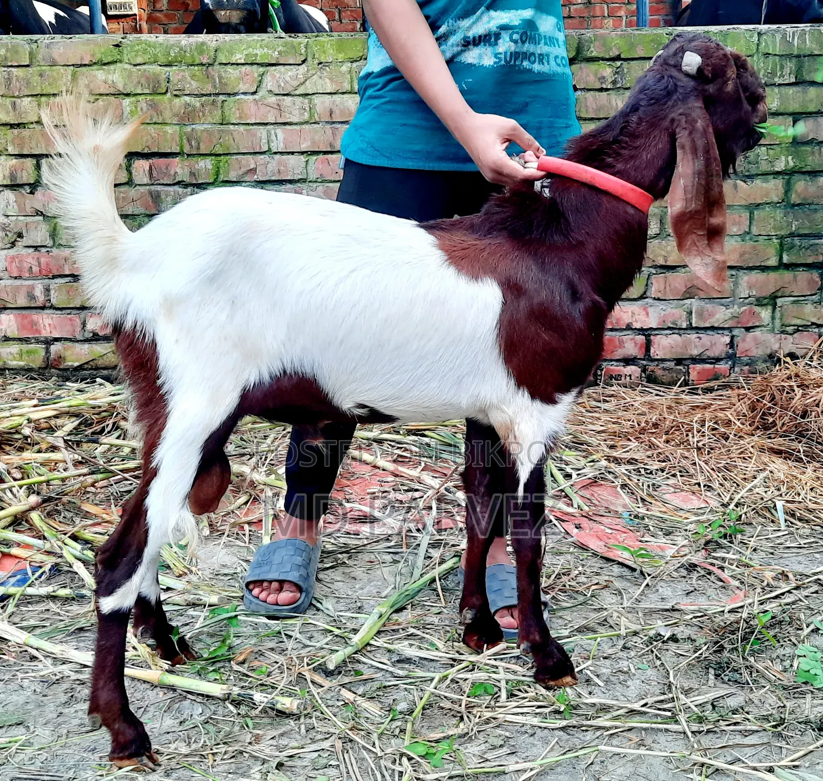 Goat for Sale