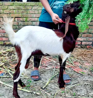Goat for Sale