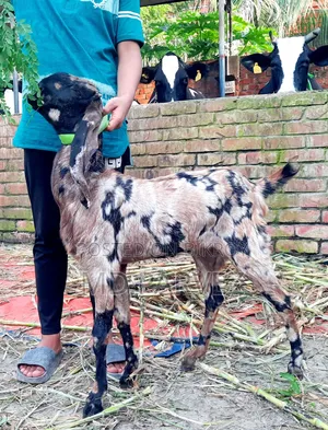Goat for Sale