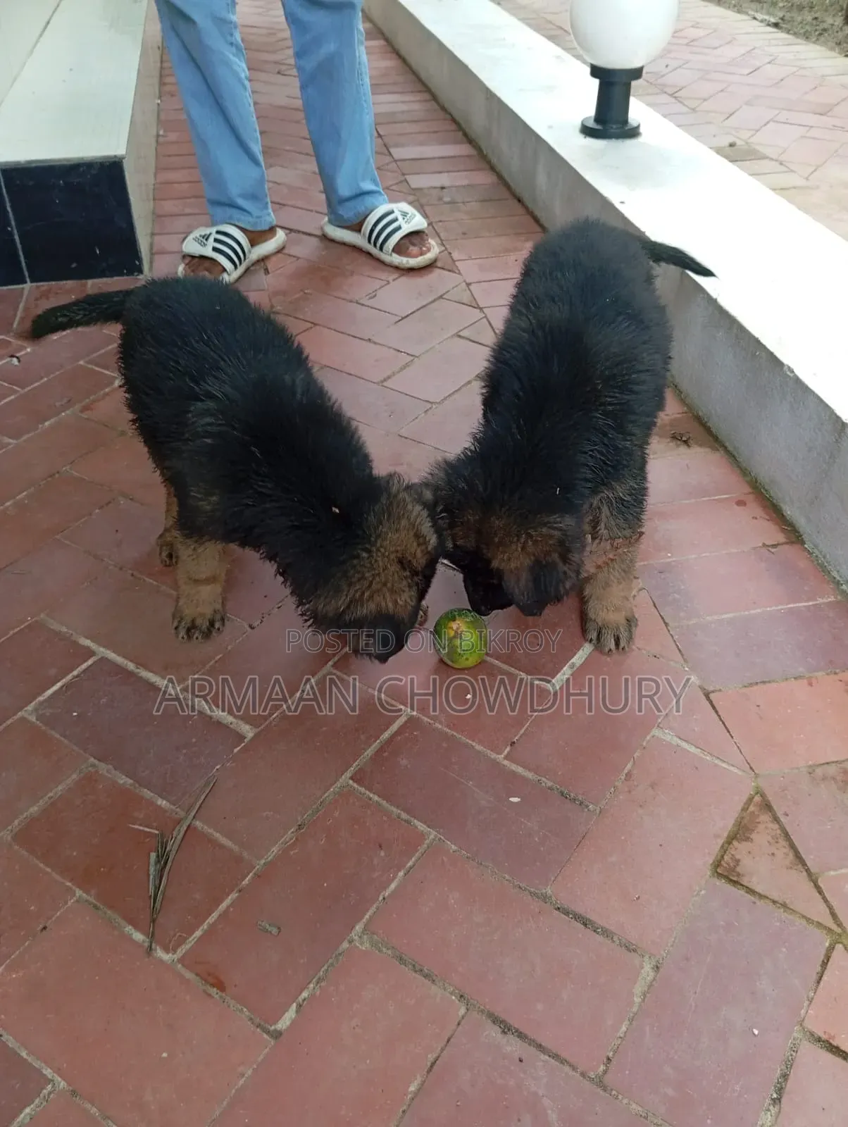 ১-৩ মাসের মেল পিউরব্রীড জার্মান শেফার্ড