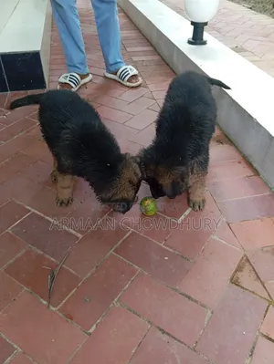 ১-৩ মাসের মেল পিউরব্রীড জার্মান শেফার্ড