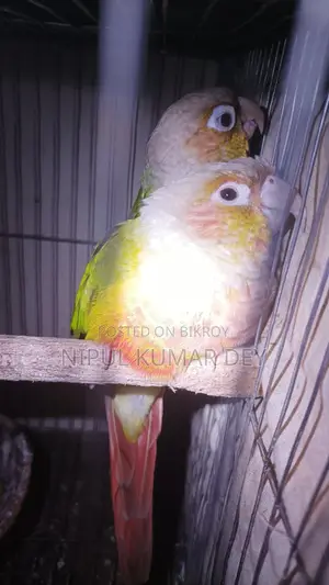 Pineapple Conure Master Pair