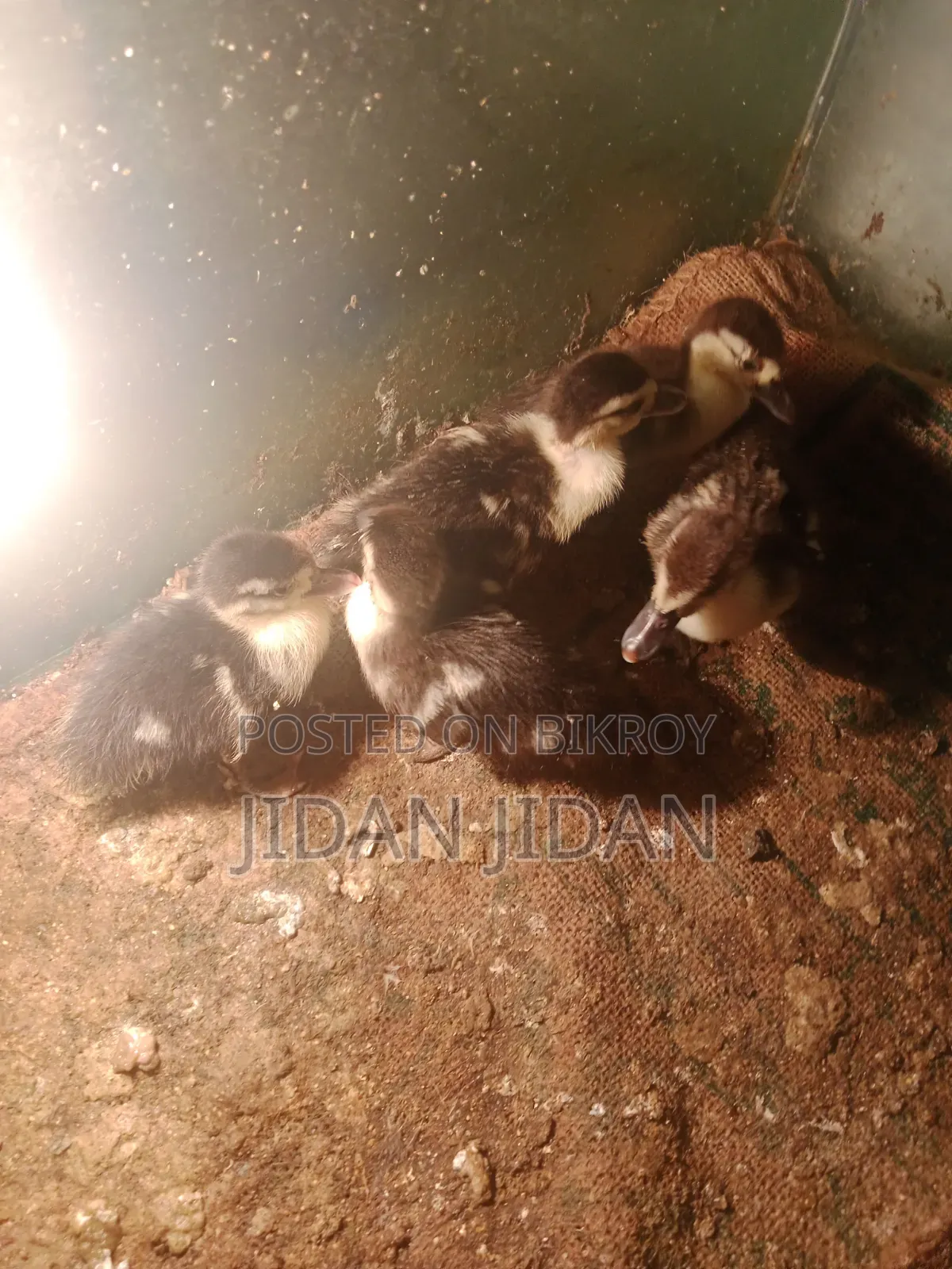 Chinese Duckling