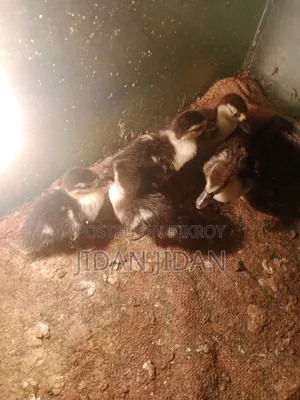 Chinese Duckling