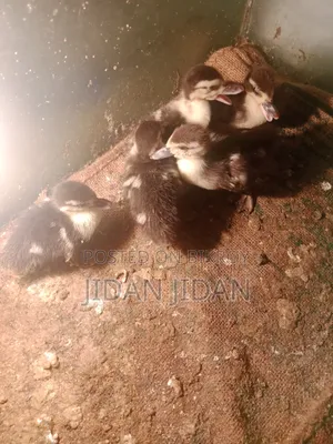 Chinese Duckling
