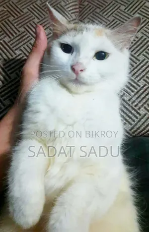 1+ year Female Mixed Breed Persian
