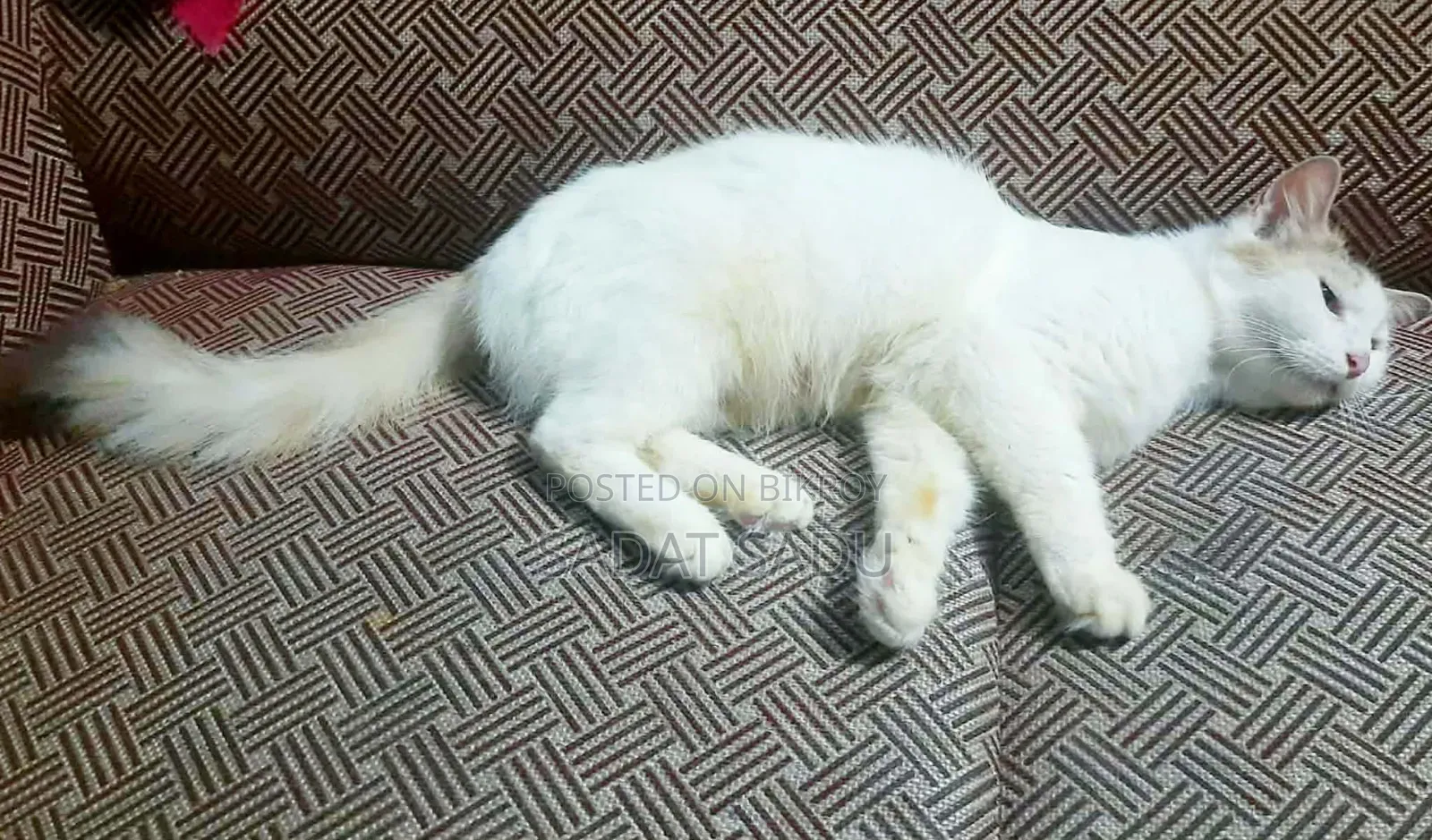 1+ year Female Mixed Breed Persian