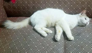 1+ year Female Mixed Breed Persian