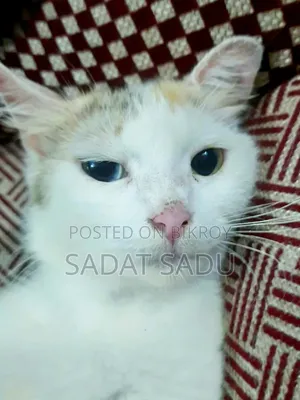 1+ year Female Mixed Breed Persian