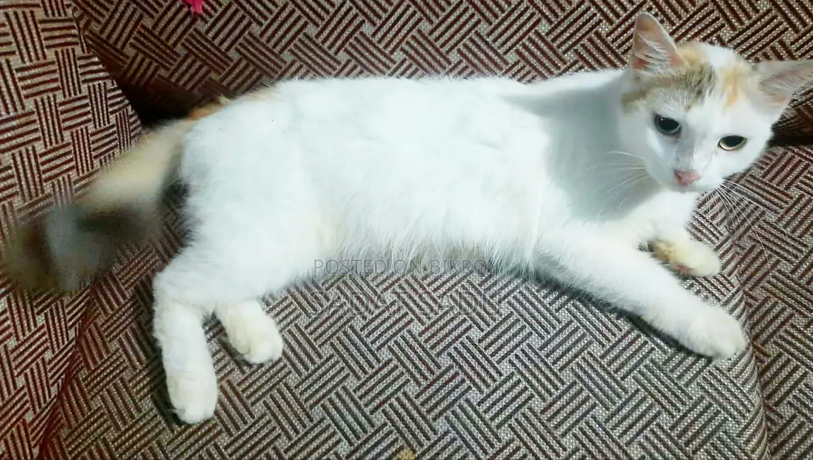 1+ year Female Mixed Breed Persian
