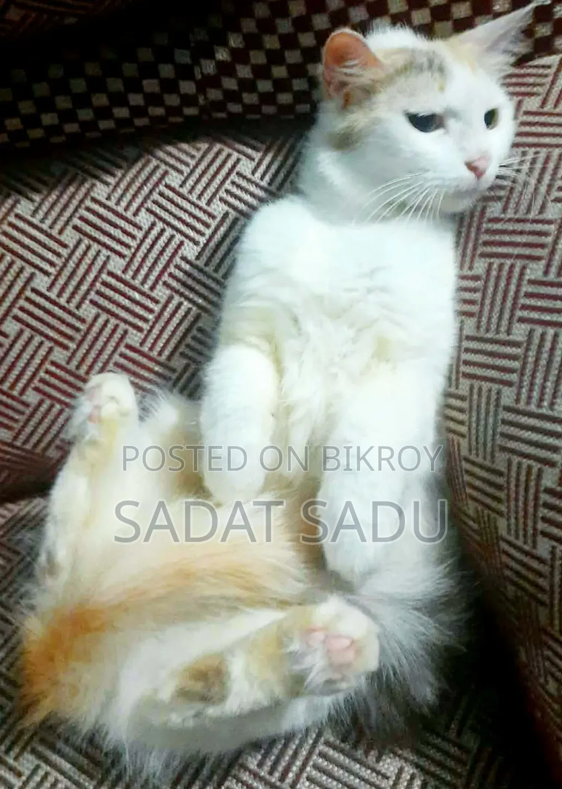 1+ year Female Mixed Breed Persian