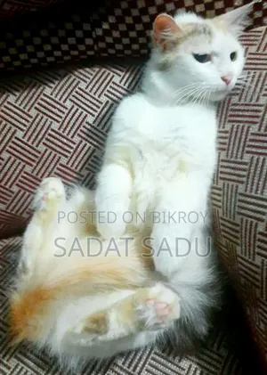 1+ year Female Mixed Breed Persian
