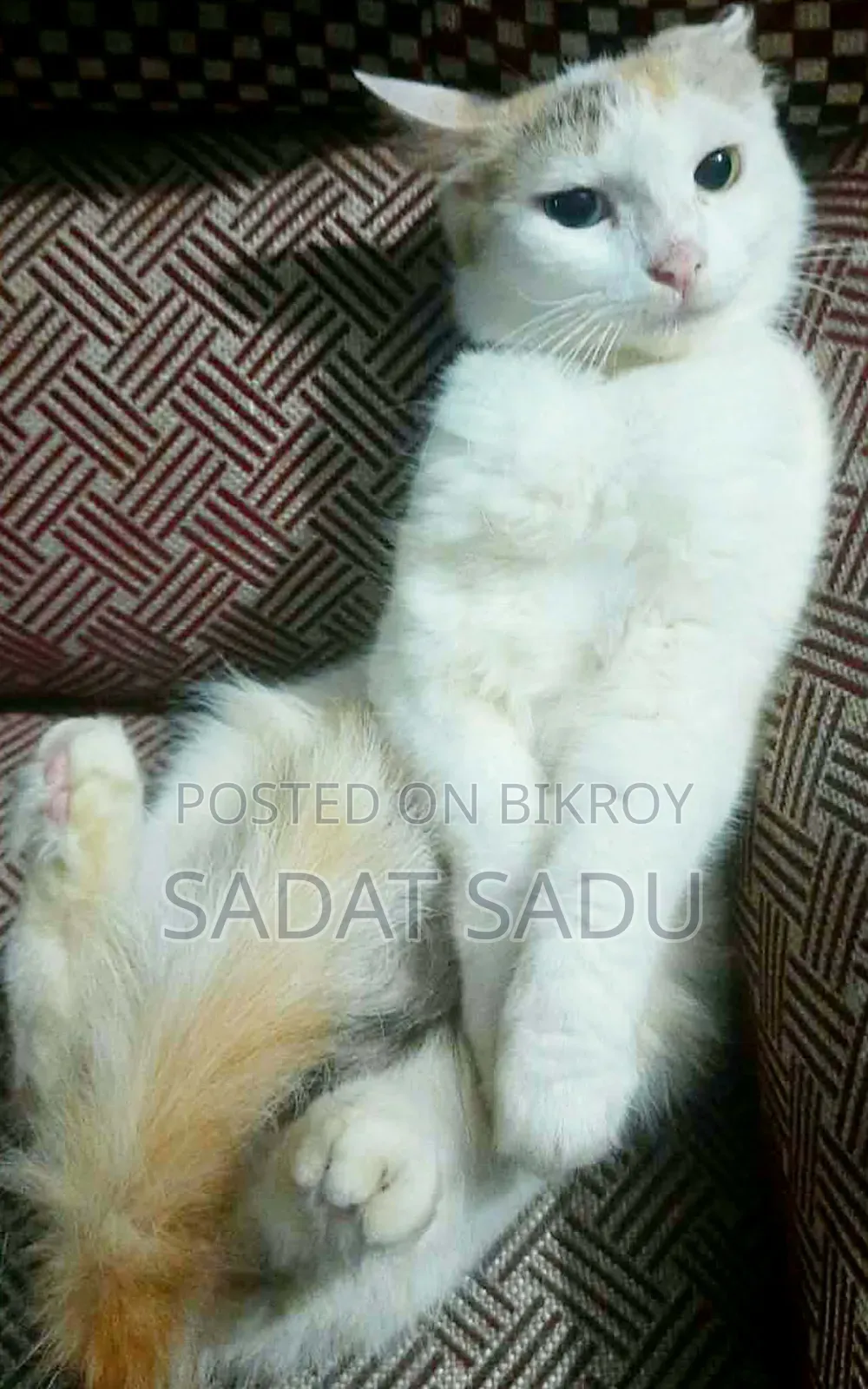 1+ year Female Mixed Breed Persian