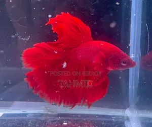 Fighter Fish
