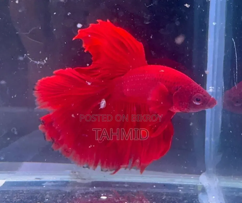 Fighter Fish