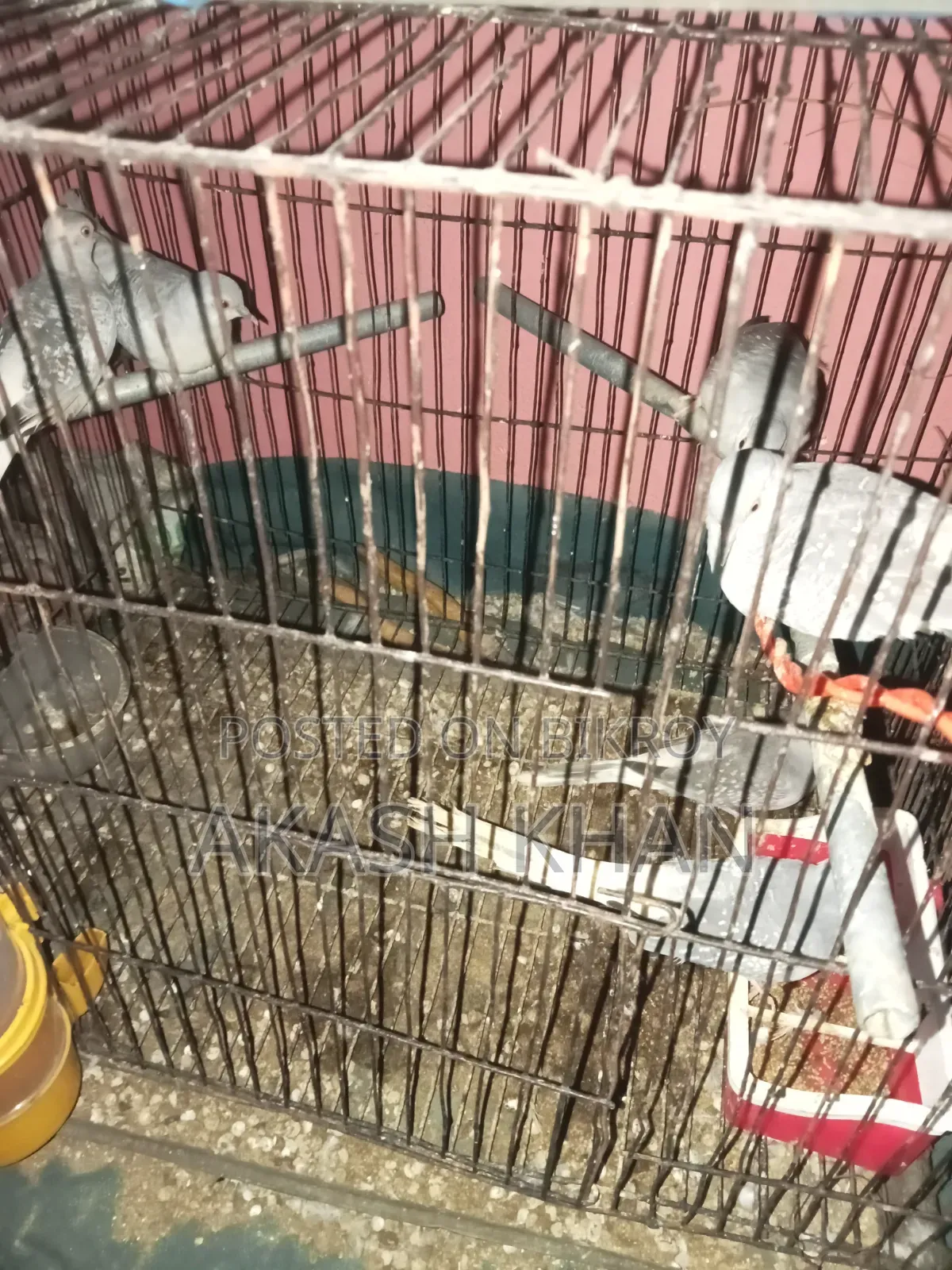 ডায়মন্ড ডাব