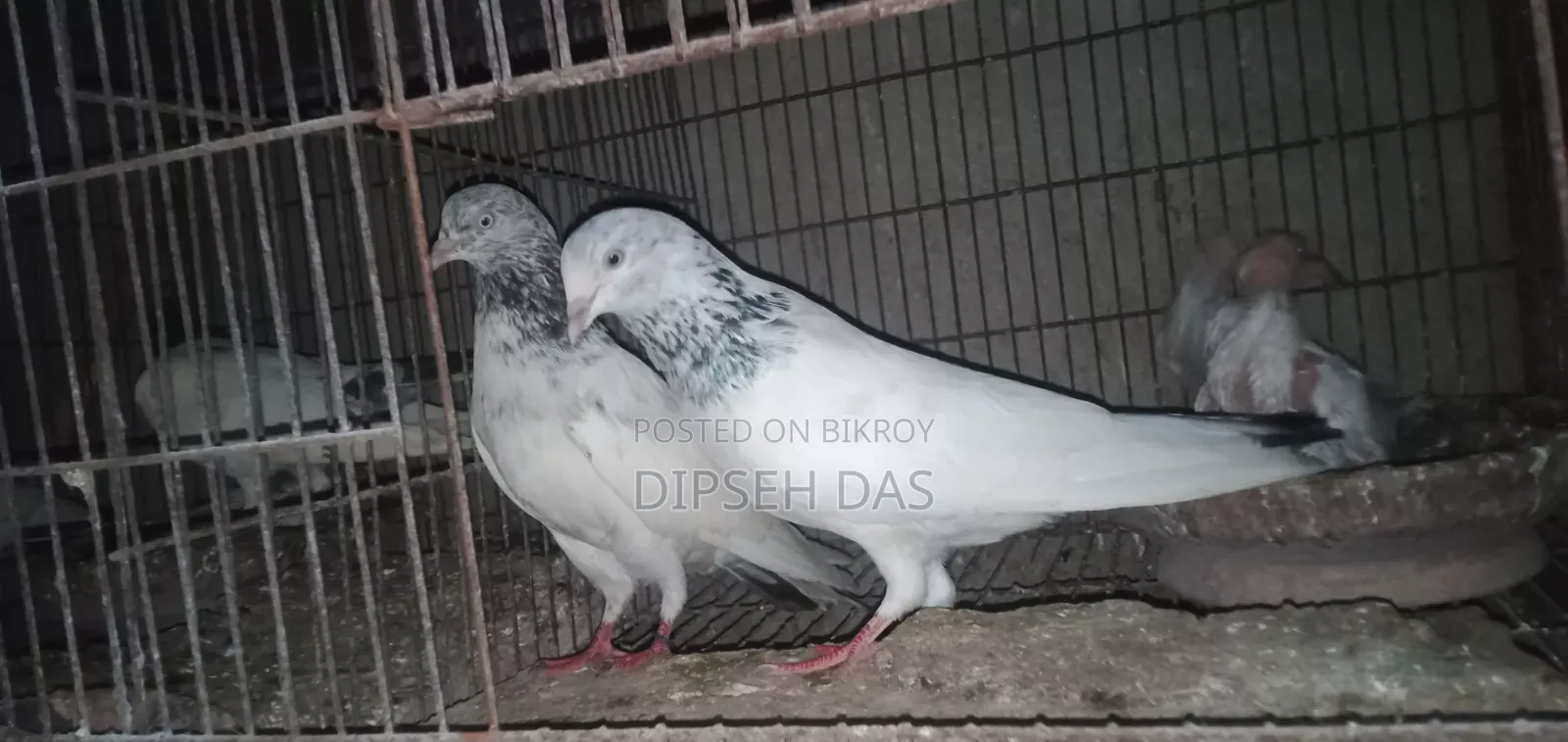 Pair with red neck chick, Saharanpuri Zira female, Kasuri single baby