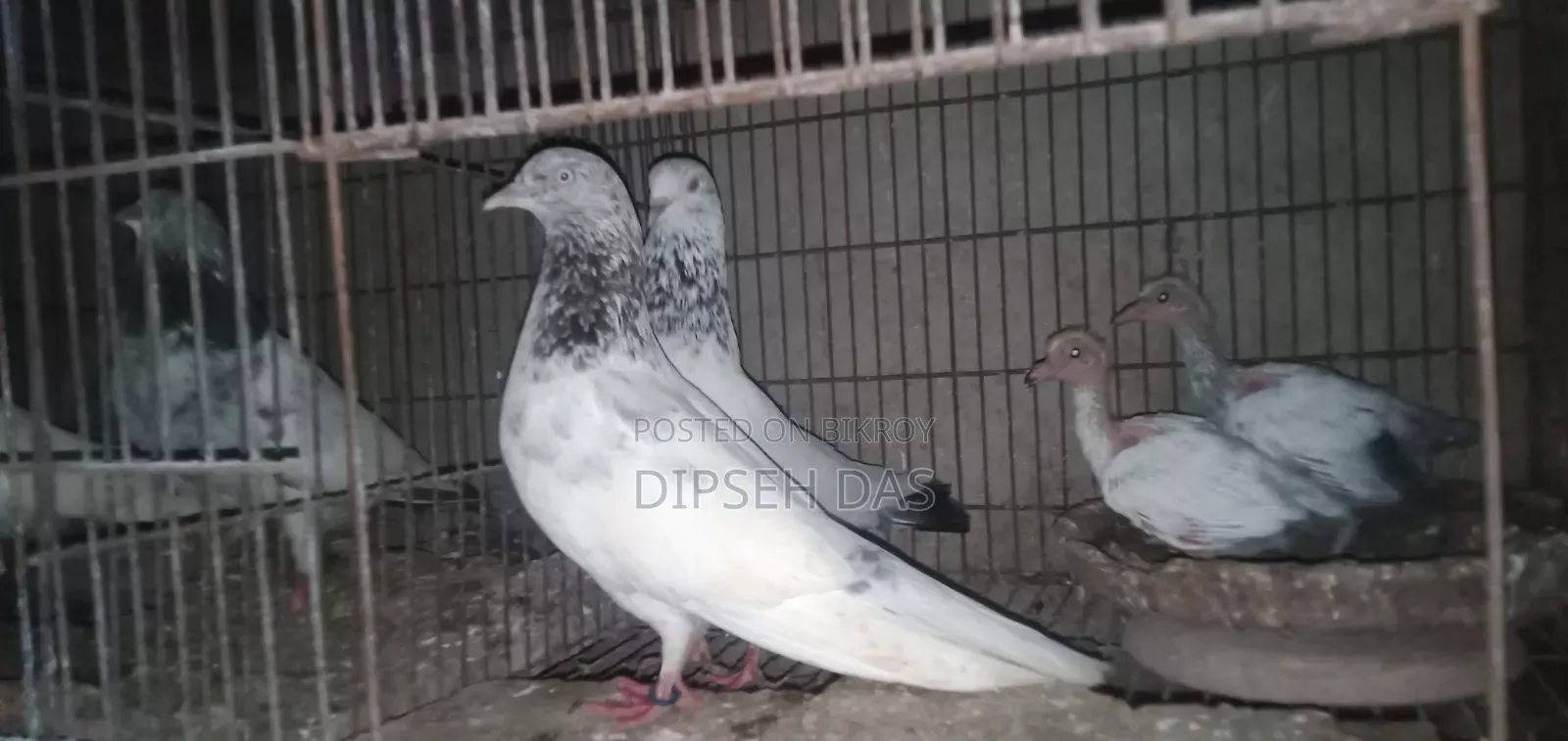 Pair with red neck chick, Saharanpuri Zira female, Kasuri single baby