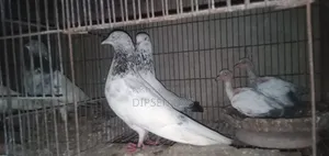 Pair with red neck chick, Saharanpuri Zira female, Kasuri single baby