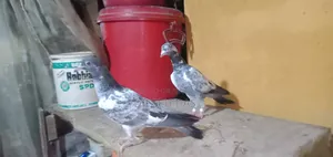 Pair with red neck chick, Saharanpuri Zira female, Kasuri single baby