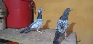 Pair with red neck chick, Saharanpuri Zira female, Kasuri single baby
