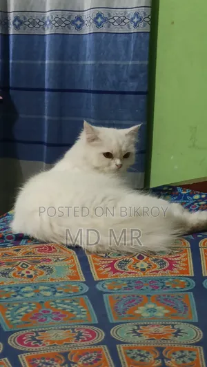 ৬-১২ মাসের স্ত্রী খাঁটি পার্সিয়ান