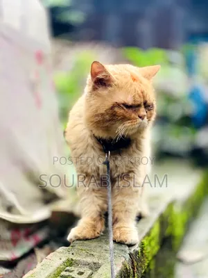 ৩-৬ মাসের পুরুষ খাঁটি পার্সিয়ান