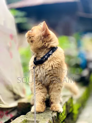৩-৬ মাসের পুরুষ খাঁটি পার্সিয়ান