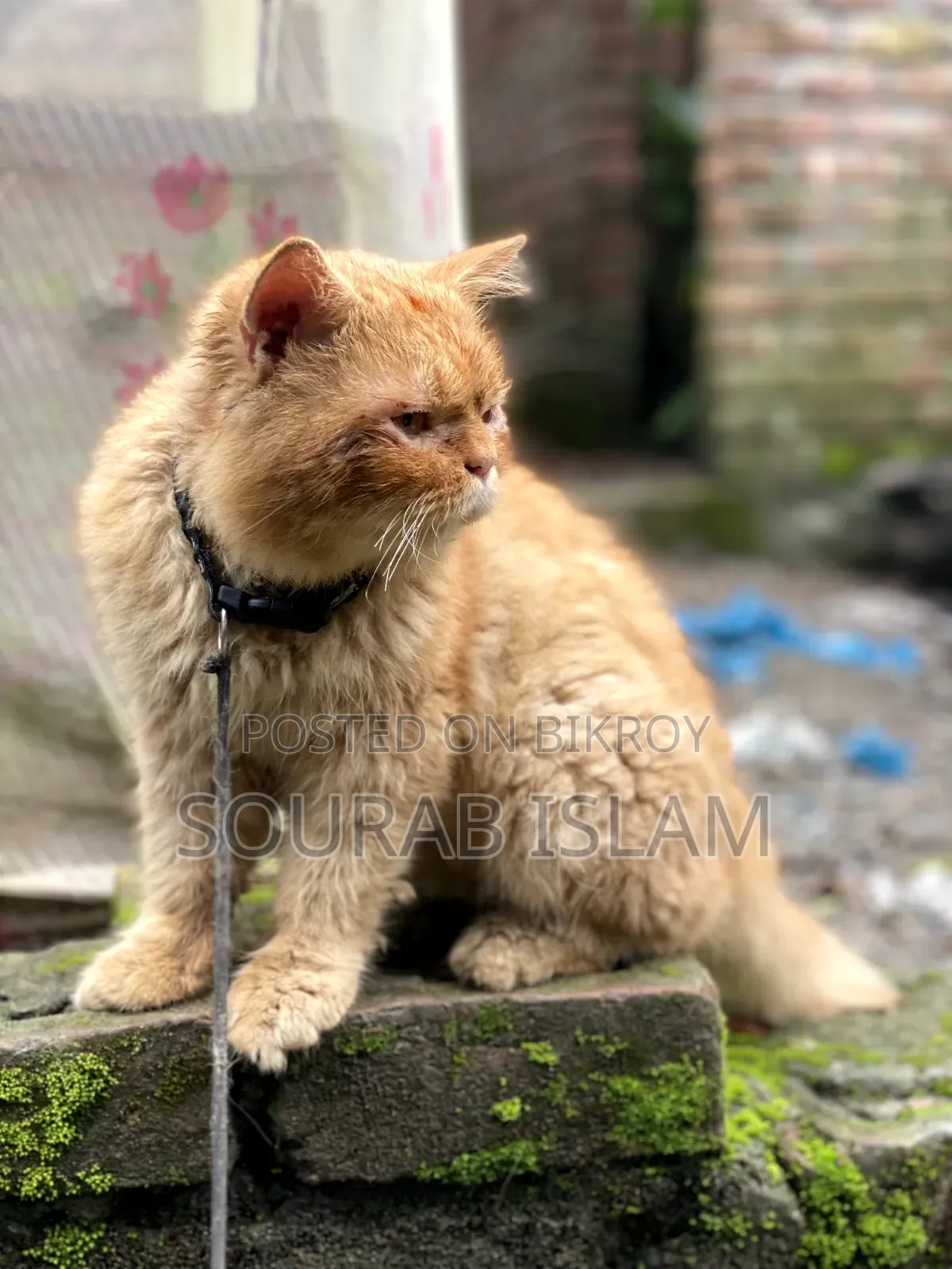 ৩-৬ মাসের পুরুষ খাঁটি পার্সিয়ান