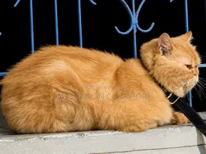 ১+ বছরের পুরুষ খাঁটি পার্সিয়ান বিড়াল