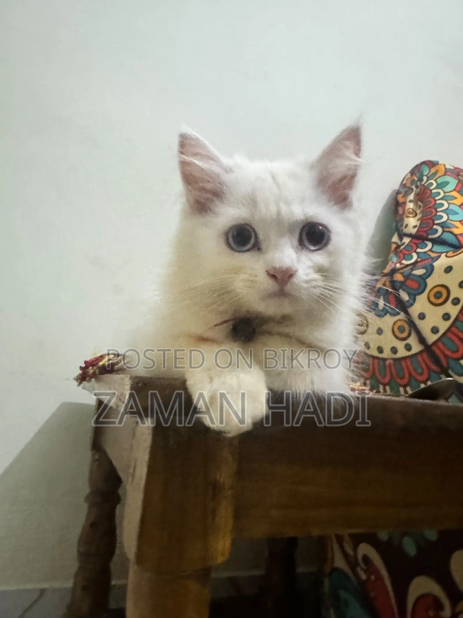 ৩-৬ মাসের নারী খাঁটি পার্সিয়ান বিড়াল
