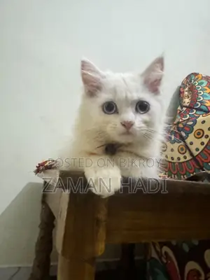 ৩-৬ মাসের নারী খাঁটি পার্সিয়ান বিড়াল