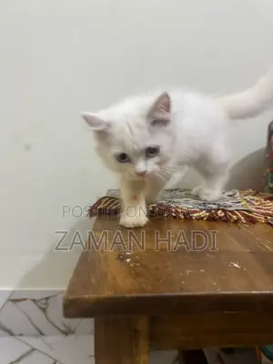 ৩-৬ মাসের নারী খাঁটি পার্সিয়ান বিড়াল