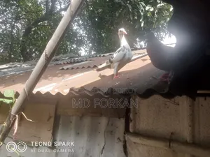 Racing Pigeon