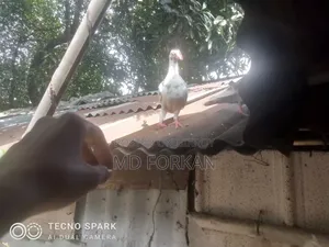 রেসিং পিজন