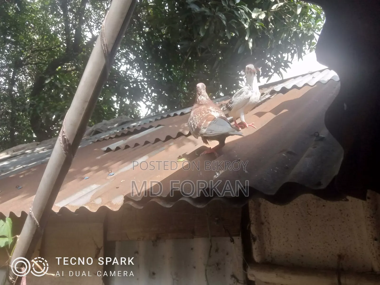 রেসিং পিজন