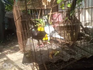 রেসিং পিজন