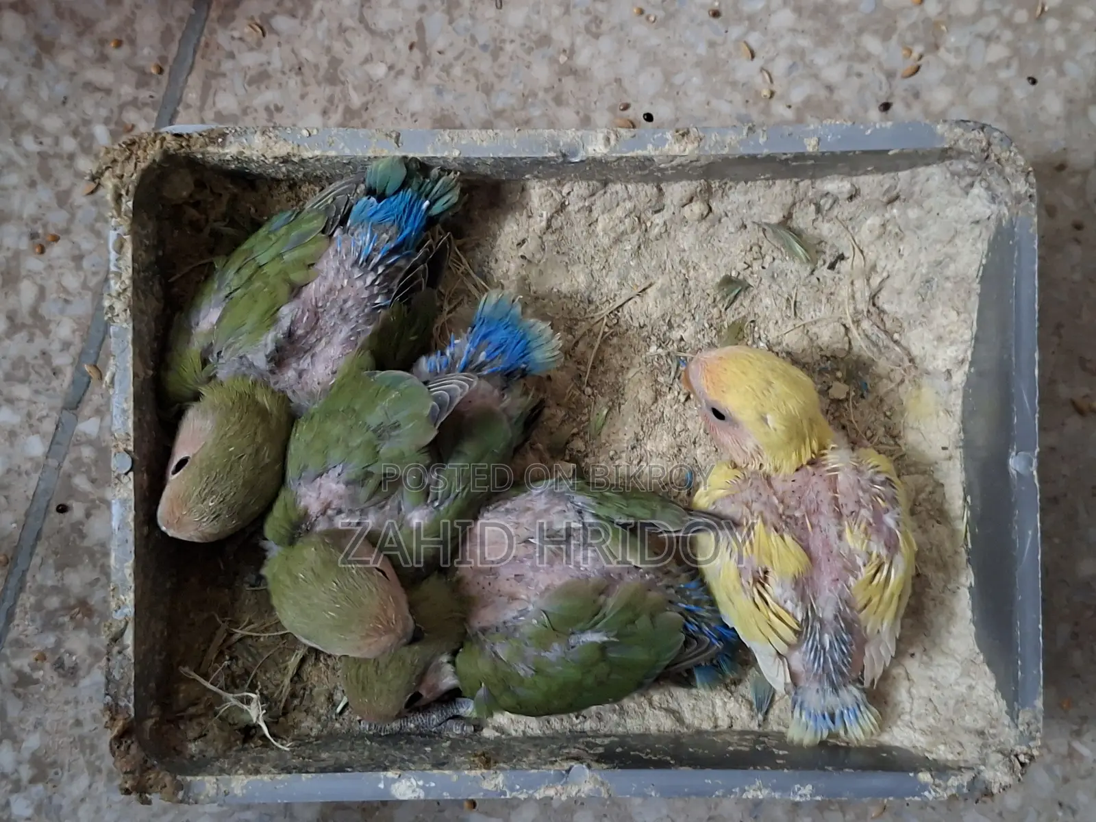 লাভ বার্ড বেবিস