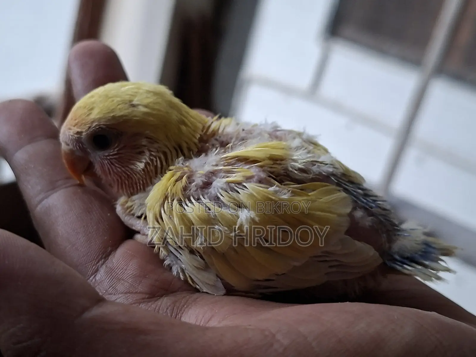 লাভ বার্ড বেবিস