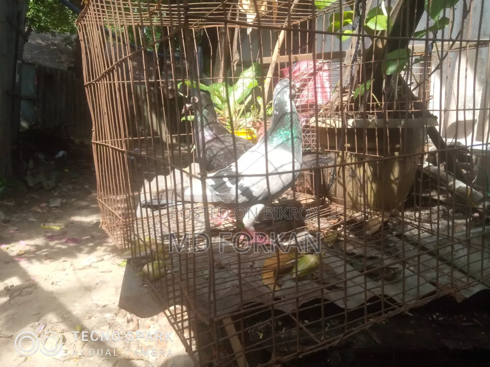 রেসিং পিজন