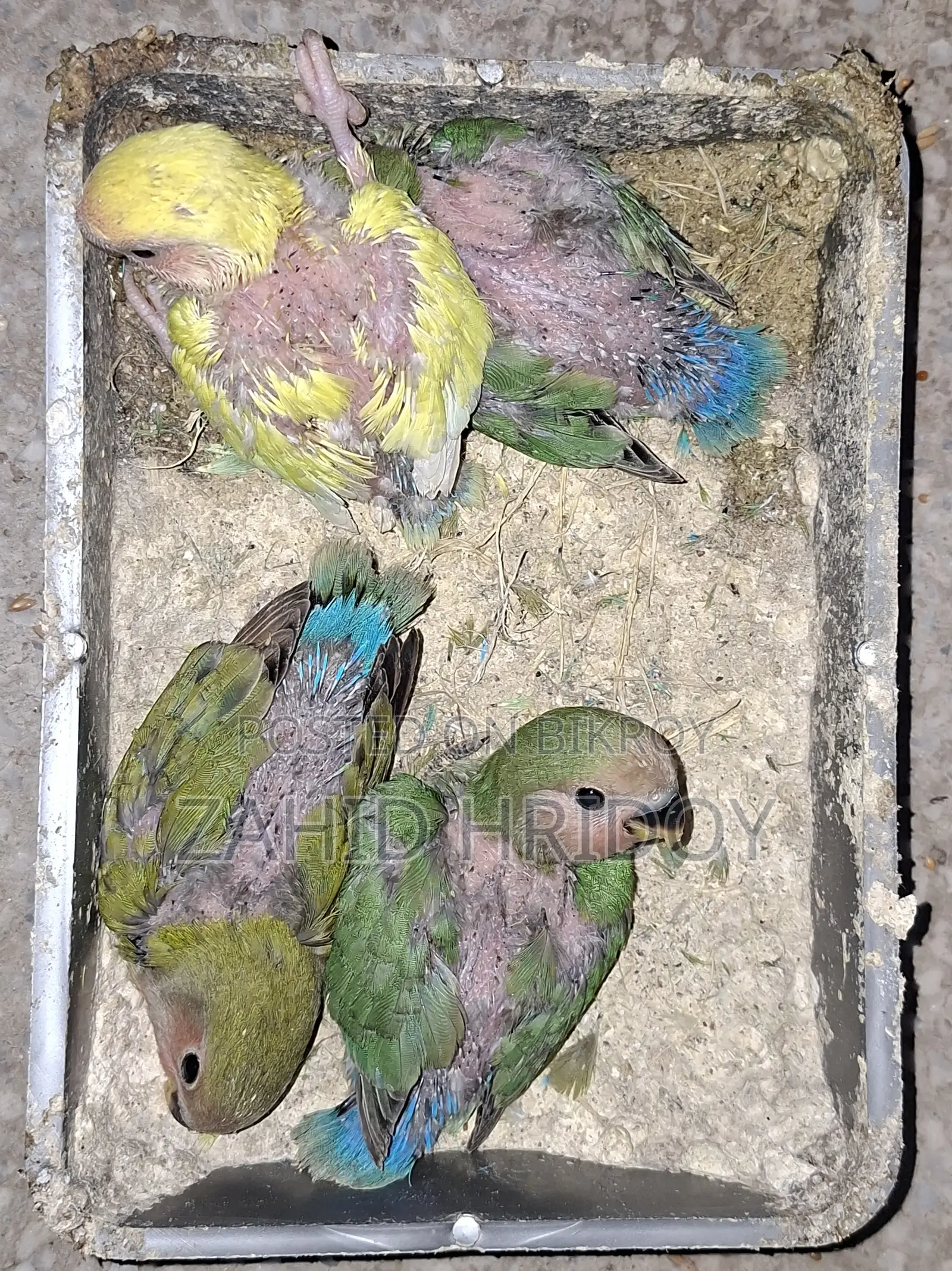 লাভ বার্ড বেবিস