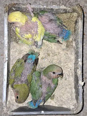 লাভ বার্ড বেবিস