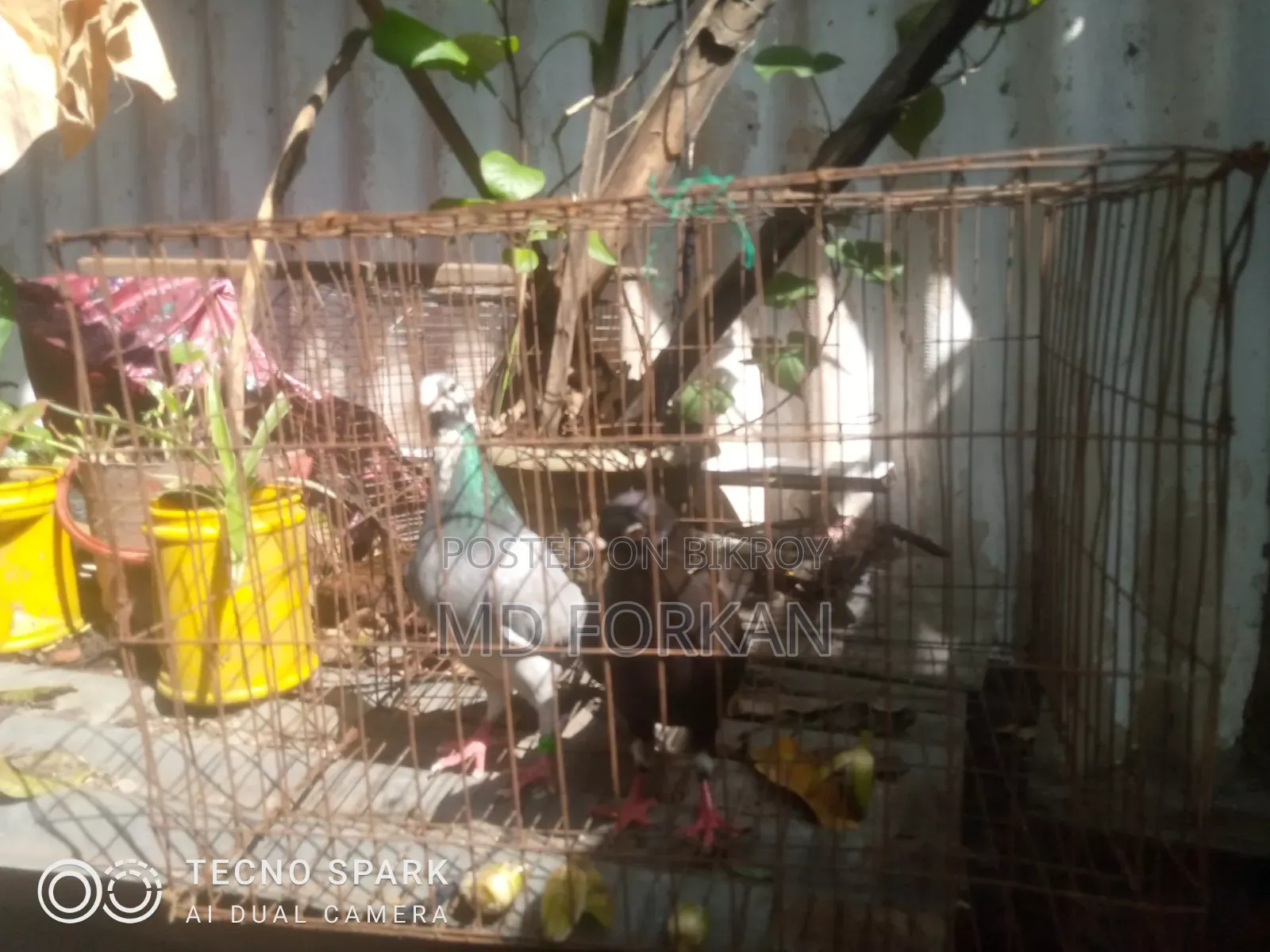 রেসিং পিজন