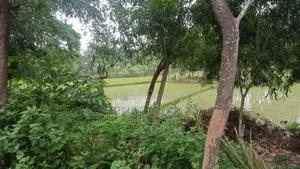নিজ মাওনা, গাজীপুর, শ্রীপুর ৬ বিঘা চালা জমি বিক্রয় হবে